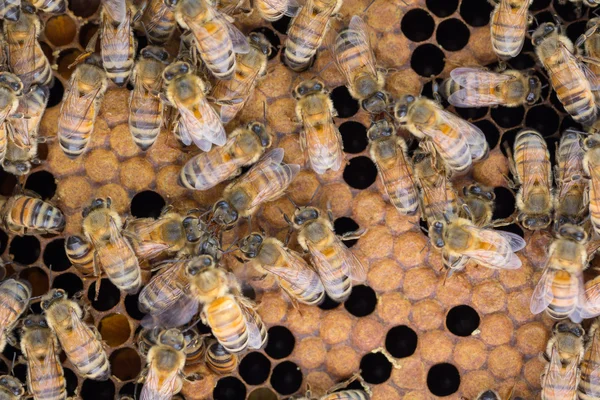 Honey bees exchange food and info — Stock Photo, Image