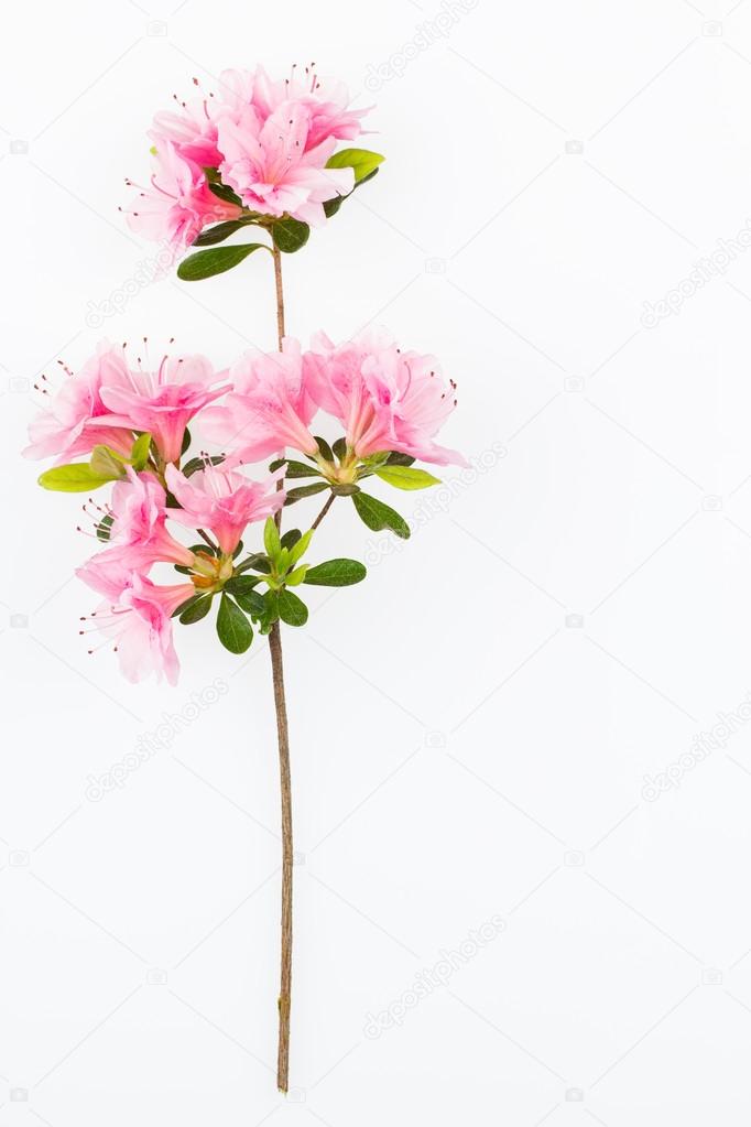 Arbusto de azalea fotos de stock, imágenes de Arbusto de azalea sin  royalties | Depositphotos