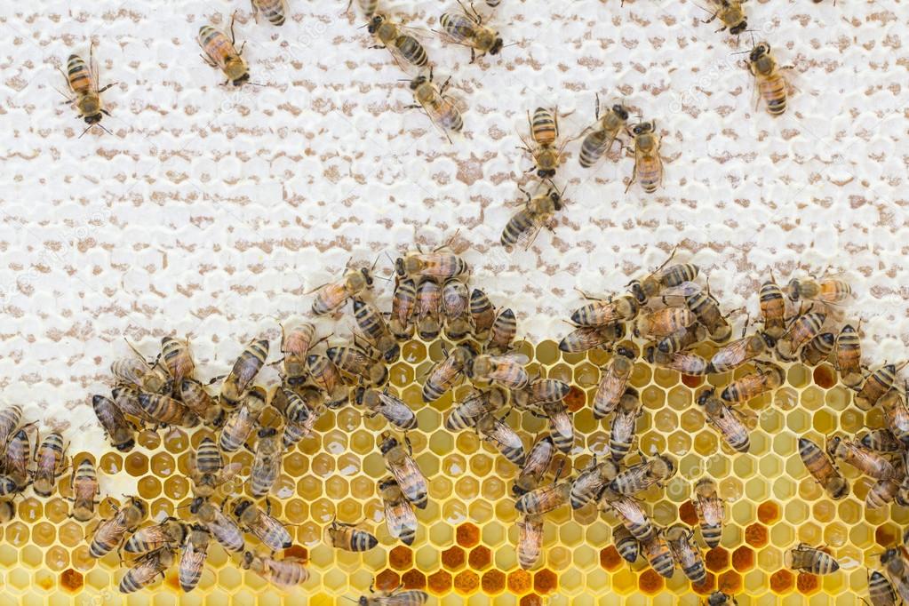 Honey bees on capped and open honeycomb