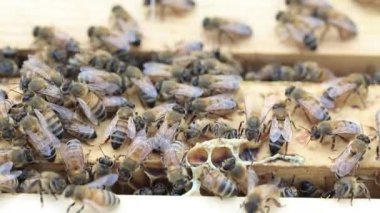 İtalyan bal arısı görüntüleri kapat