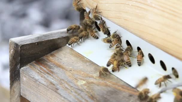 Worker honey bees bring in pollen — Stock Video