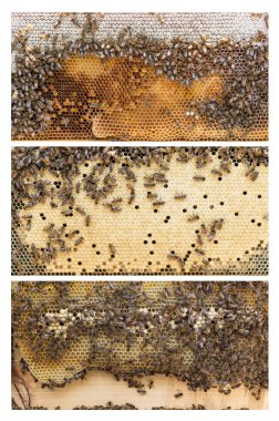 Beehive frames of honey bees clipart