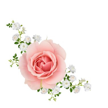 Pembe ve beyaz güller kolaj üzerinde beyaz izole