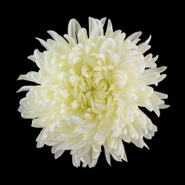 White cremone mum isolated on black