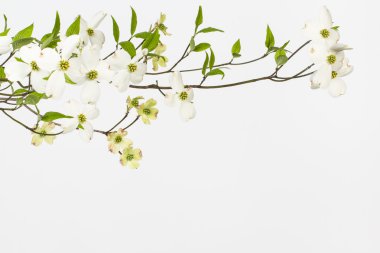 Wild flowering white dogwoods clipart