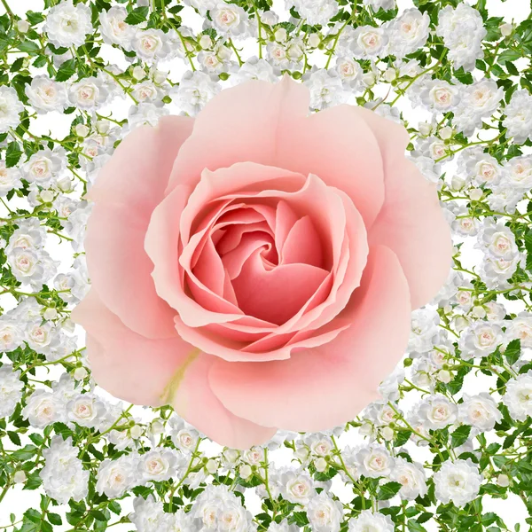 Rose collage on white — 스톡 사진