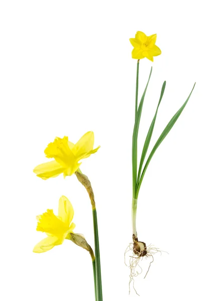 Bolbo de daffodil, folhas e flores sobre branco — Fotografia de Stock