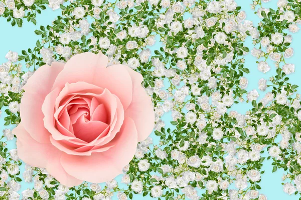 Ροζ και λευκό τριαντάφυλλο μοντάζ του μπλε — Φωτογραφία Αρχείου
