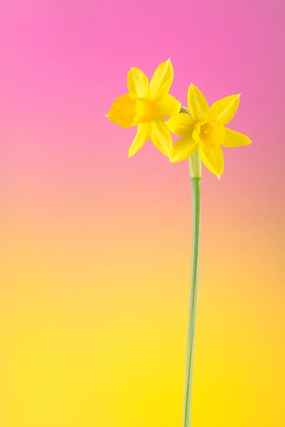 Tete en tete gula påskliljor — Stockfoto