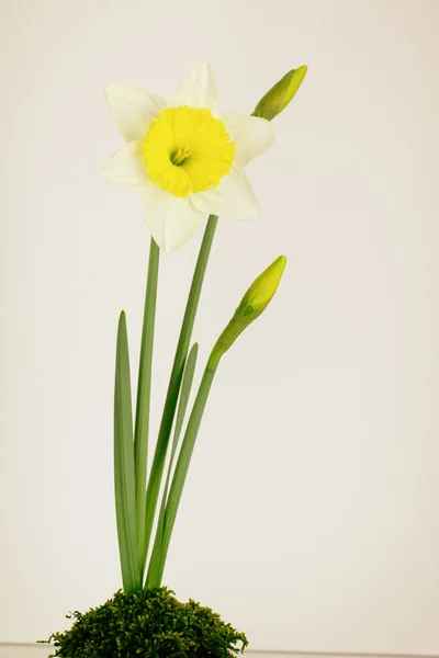 Jarní Daffodil květiny — Stock fotografie