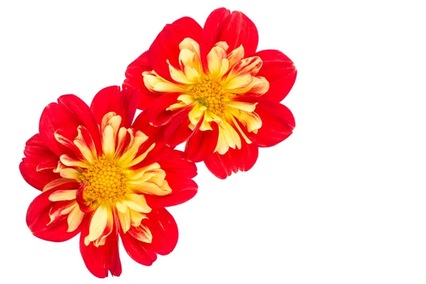 Gelbe und rote Dahlie auf weißem Grund — Stockfoto