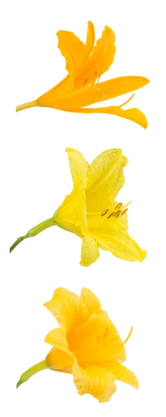 Odmiany żółte jedną z odmian dalii — Zdjęcie stockowe
