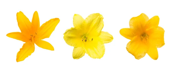 Tre nyförvärv blomma sorter på nära håll — Stockfoto