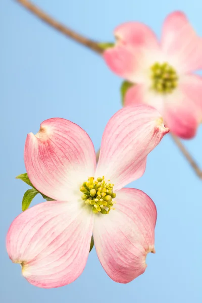 Kwiat duży różowy dereń — Zdjęcie stockowe