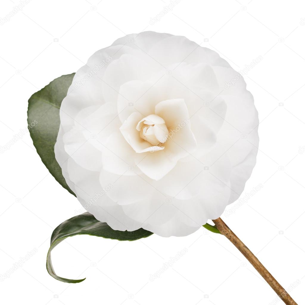 White camellia isolated on white