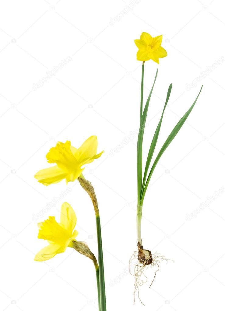 Daffodil bulb, leaves and flowers on white