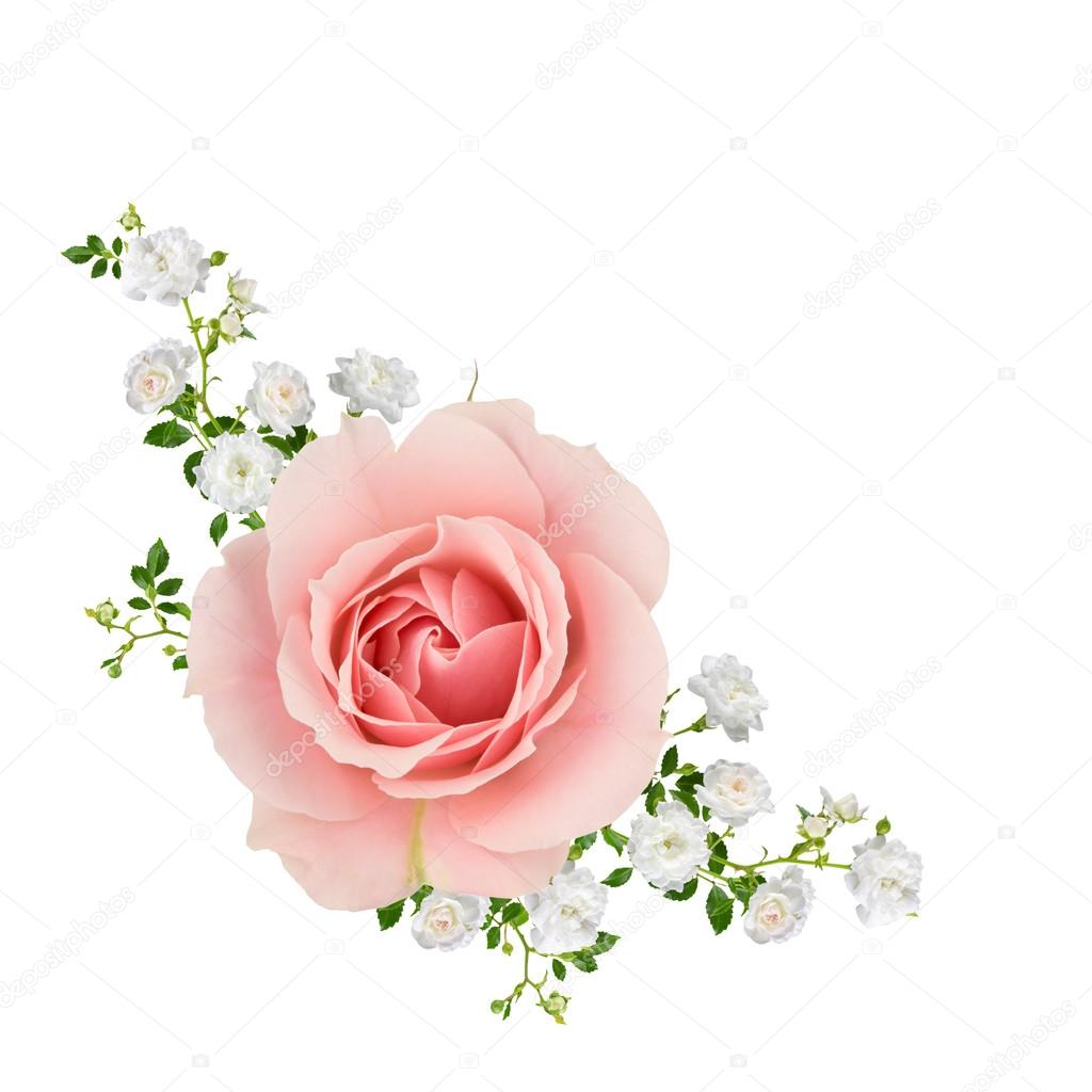 Pink and white roses collage isolated on white