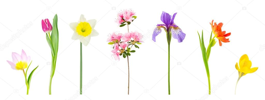 Spring flowers isolated on white