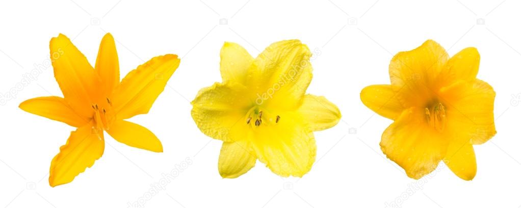 Three daylily flower varieties close up