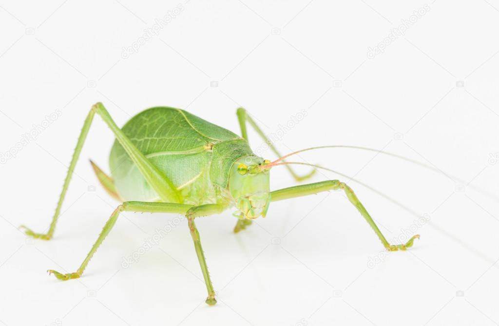 Green long-horned katydid grasshopper