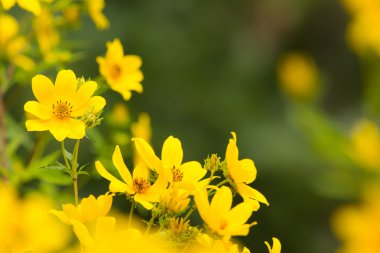 Çok yıllık sarı çiçekler