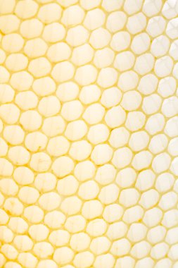 Yeni çekilmiş bal arı tarak