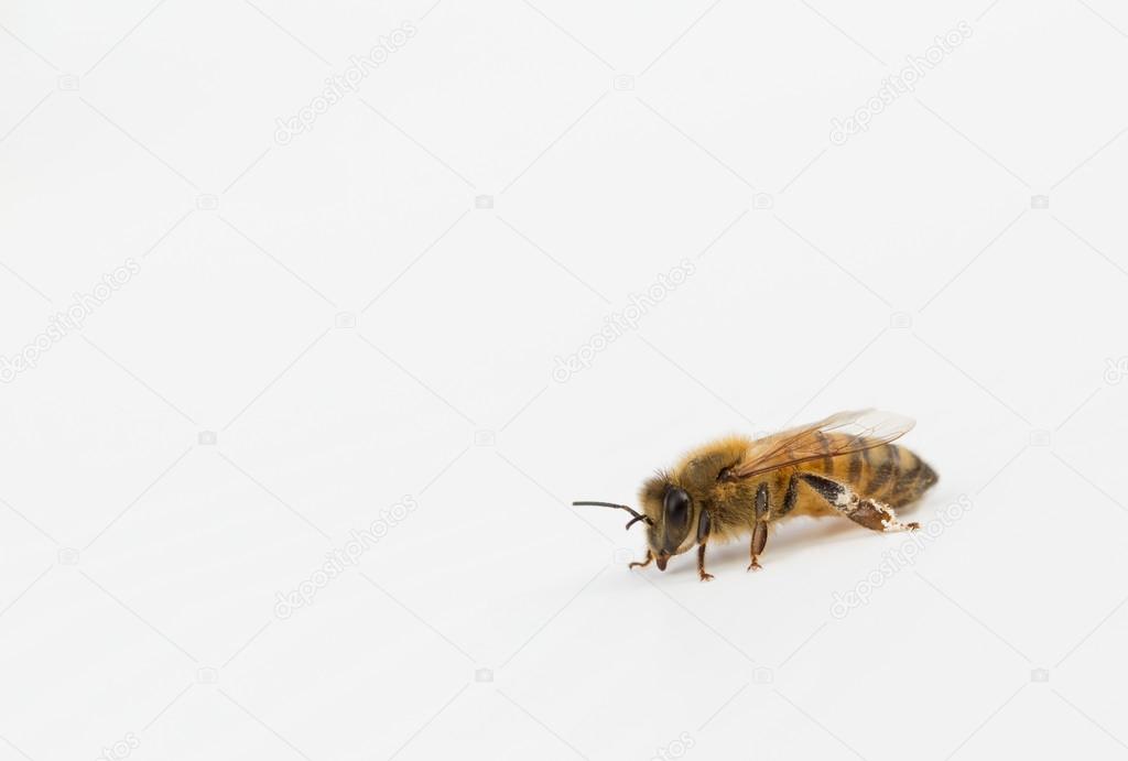Honeybee close up