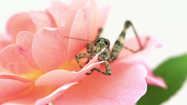 Close up of grasshopper feeding — Stock Video