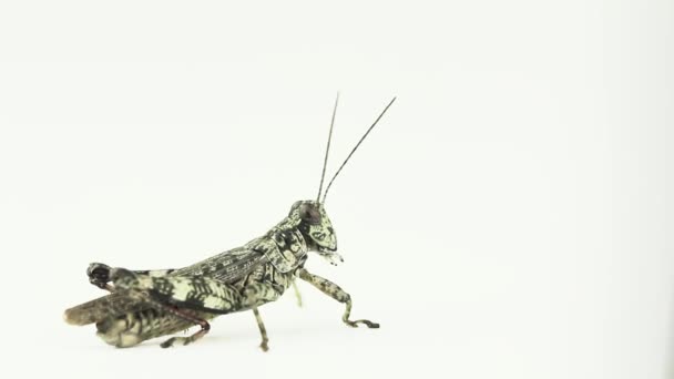 Grasshopper salta para cima — Vídeo de Stock