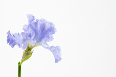 Mor Alman sakallı iris