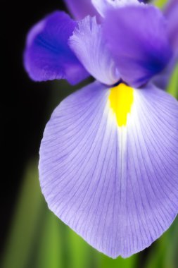 Japon Sakalsız mavi iris