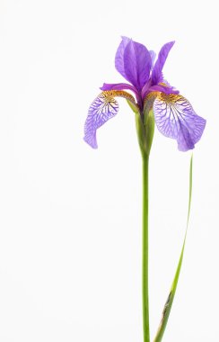 Vivid purple and orange iris flower clipart