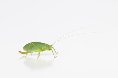 Kadın katydid ovipositor ile