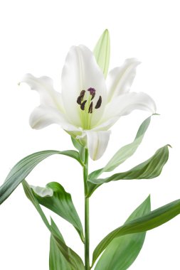 Beyaz oryantal lily, üzerinde beyaz izole