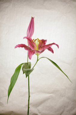 Stargazer lily skeç ile