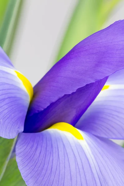 Abstract purple iris photograph — Stock Photo, Image