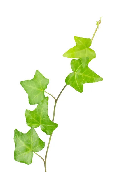 Ivy kök ve yaprakları üzerinde beyaz izole — Stok fotoğraf
