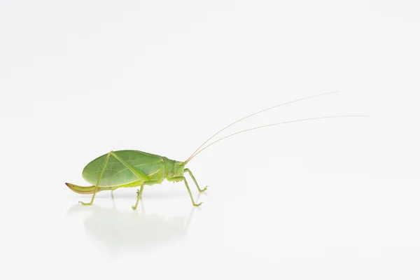 Katydid feminino com ovipositor — Fotografia de Stock