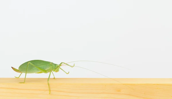 Vue latérale rapprochée de katydid . — Photo