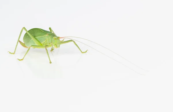 Női zöld katydid — Stock Fotó