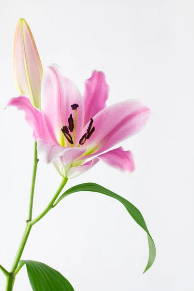 Нежная розовая лилия и бутон — стоковое фото