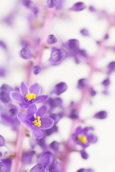 Liriope muscari paarse flowersbackground — Stockfoto