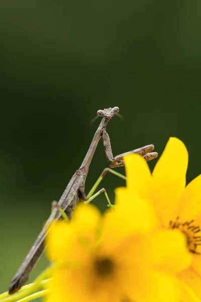 Mante priante adulte mâle sur fleur — Photo