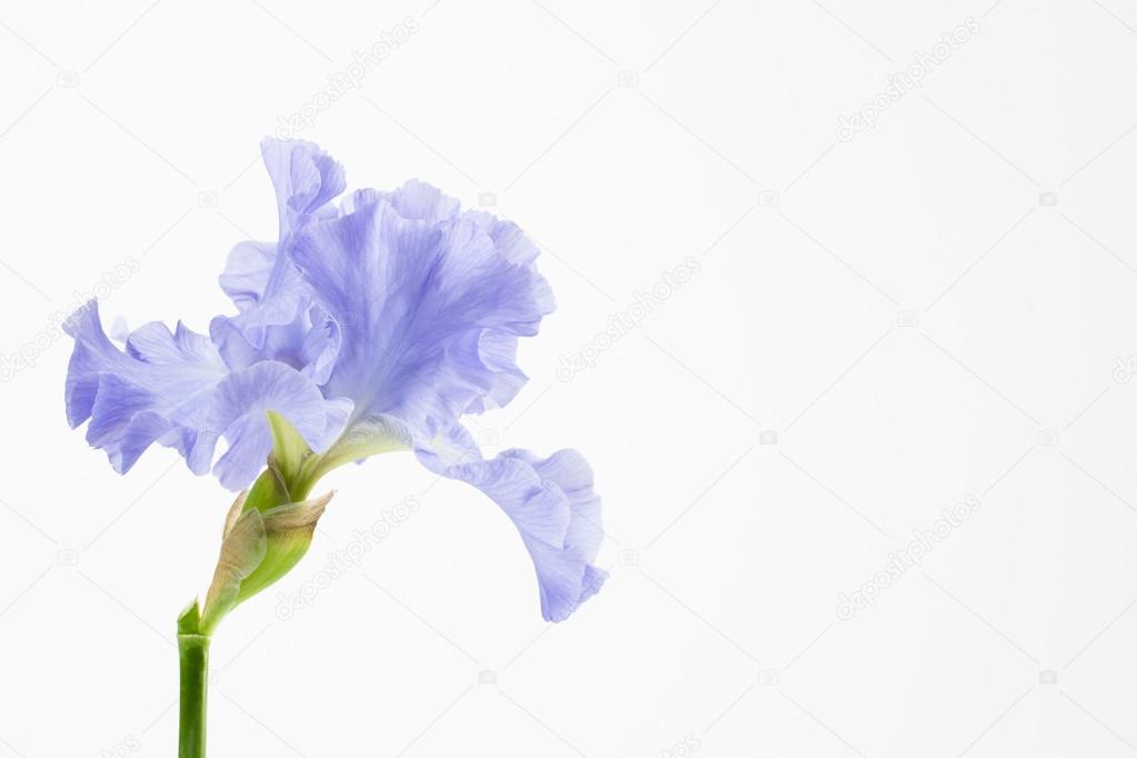 Purple german bearded iris