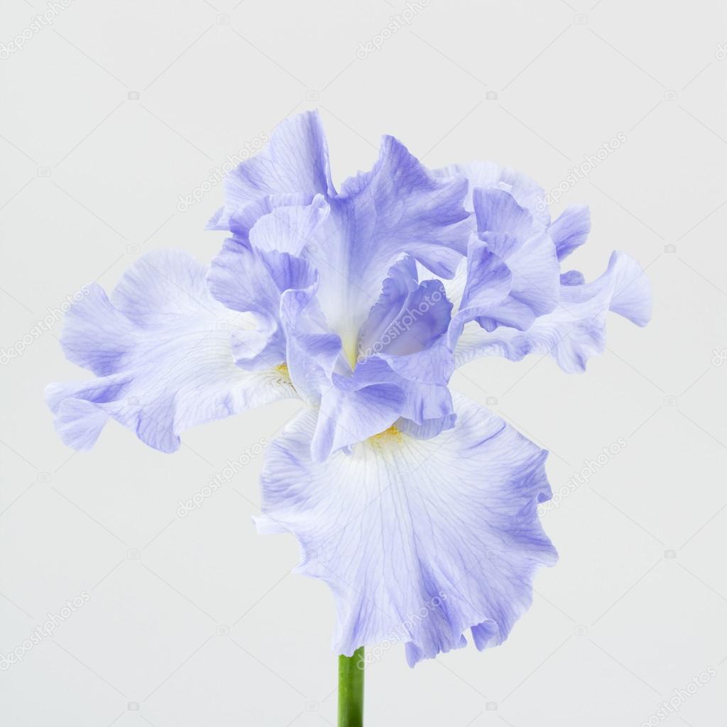 Mauve german bearded iris