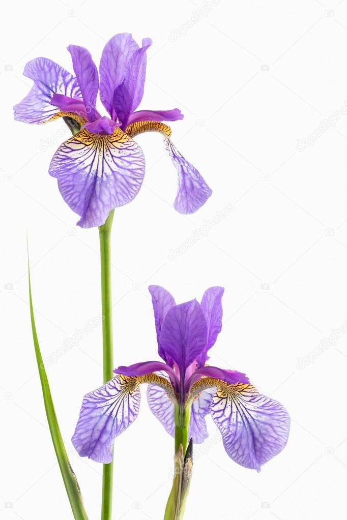 Two siberian irises
