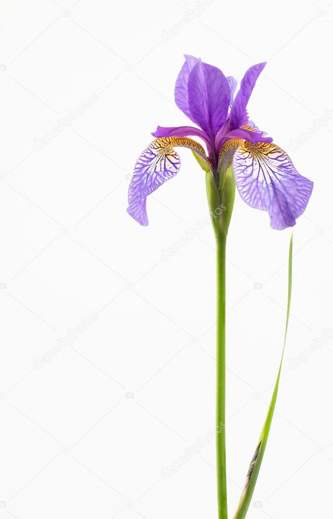 Vivid purple and orange iris flower