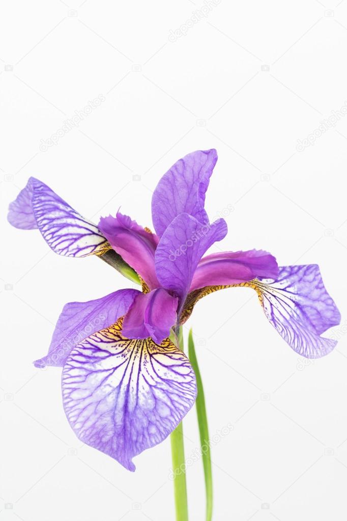 Siberian iris flower close up