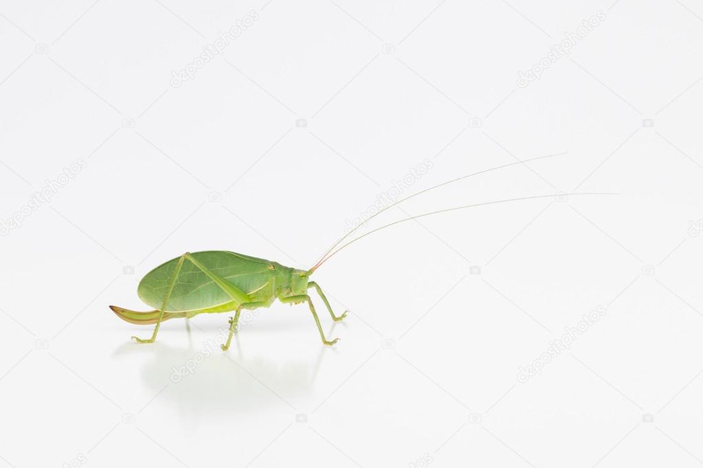 Female katydid with ovipositor