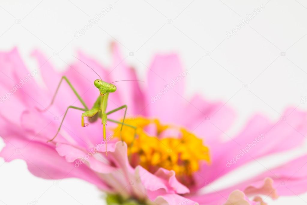Green praying mantis nymph on flower